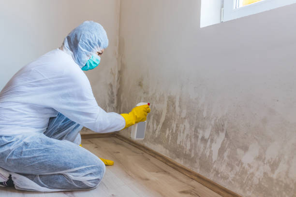 Licensed Mold Remediation service in Brunswick, GA - WQB Mold Removal